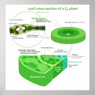 Simplified C4 Photosynthesis Diagram Poster