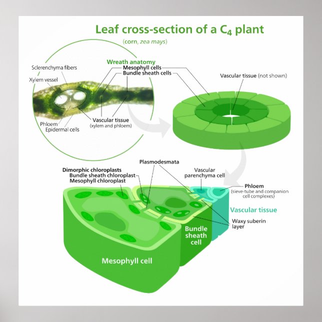 Simplified C4 Photosynthesis Diagram Poster (Front)