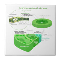 Simplified C4 Photosynthesis Diagram