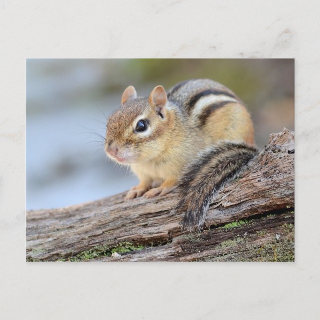 Simply Adorable Little Chipmunk Postcard (Front)