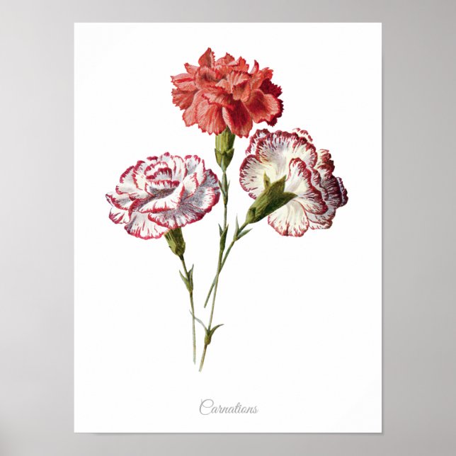 Simply Elegant Vintage Botanical Print Carnations (Front)