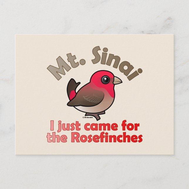 Sinai Rosefinches Postcard (Front)