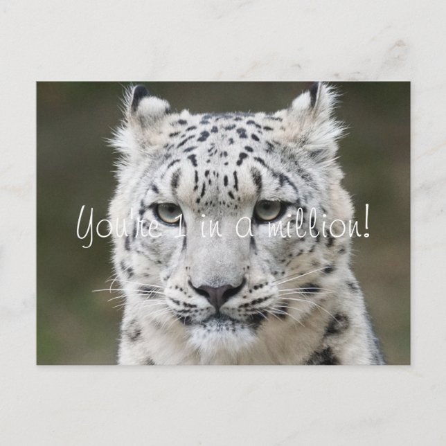 Sincere Snow Leopard Thank You Postcard (Front)