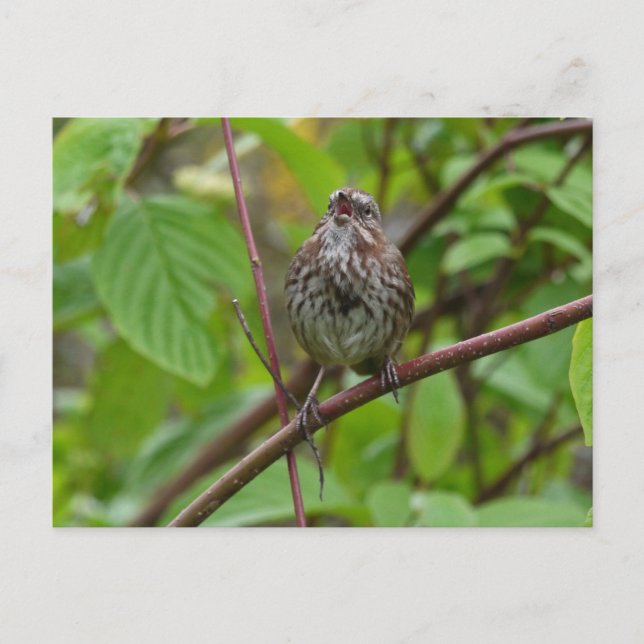 Sing Me A Postcard (Front)