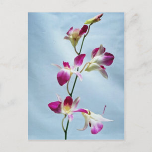 Singapore orchid flowers postcard
