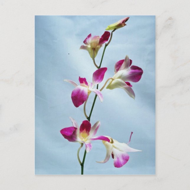 Singapore orchid flowers postcard (Front)