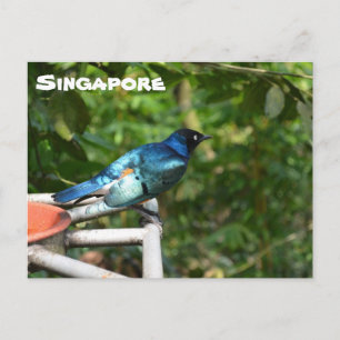 Singapore Postcard: Superb Starling Postcard