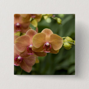 Singapore Sanskrit for Lion City). National 2 15 Cm Square Badge