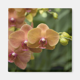 Singapore Sanskrit for Lion City). National 2 Magnet