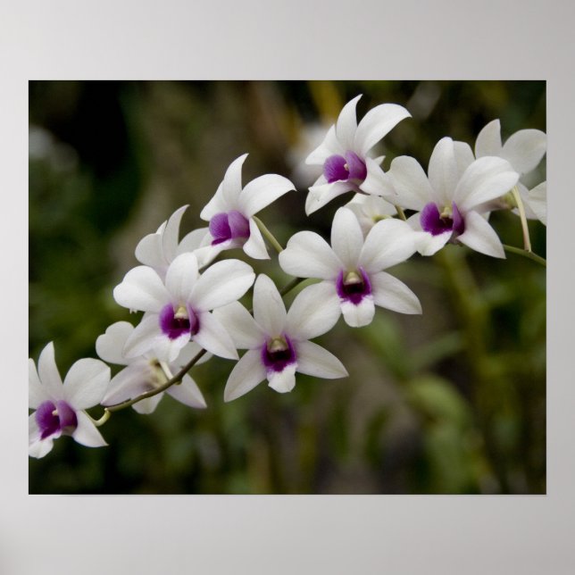 Singapore (Sanskrit for Lion City). National 2 Poster (Front)