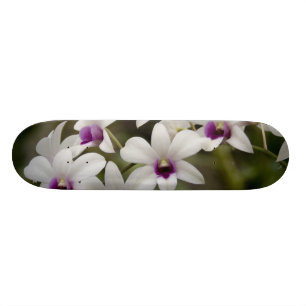 Singapore (Sanskrit for Lion City). National 2 Skateboard