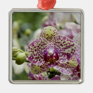 Singapore (Sanskrit for Lion City). National Metal Tree Decoration