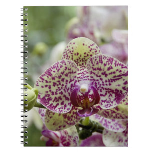 Singapore (Sanskrit for Lion City). National Notebook