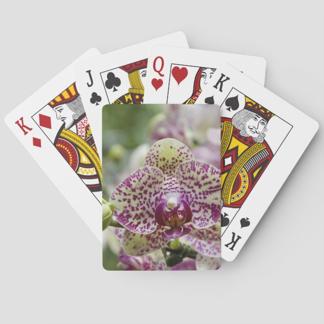 Singapore (Sanskrit for Lion City). National Playing Cards (Back)