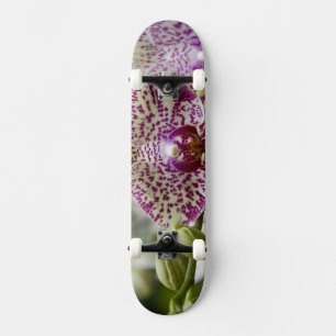 Singapore (Sanskrit for Lion City). National Skateboard