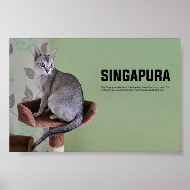 Singapura Cat Breed Poster (Front)