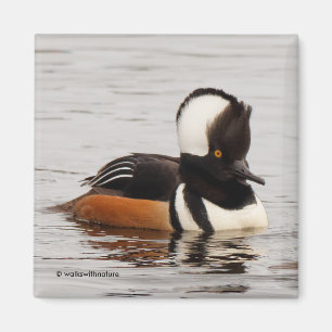 Singer in the Making: Hooded Merganser Magnet