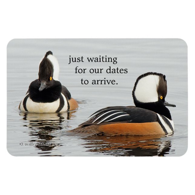 Singers in the Making: Hooded Mergansers Magnet (Horizontal)