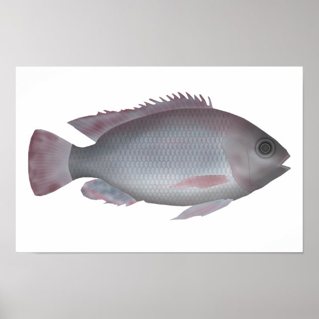 Singida Tilapia Poster (Front)