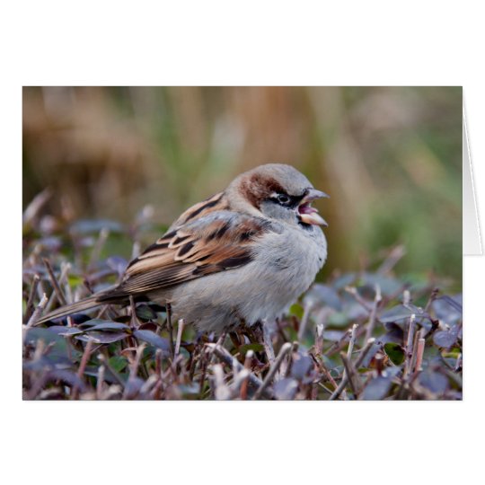 Singing bird card