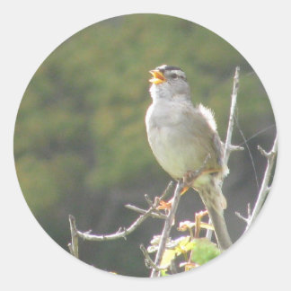 Singing Bird Classic Round Sticker