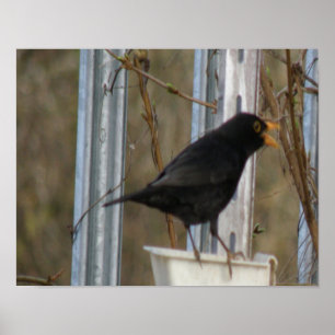 Singing Blackbird Print