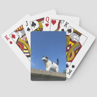 Singing Cat Playing Cards 歌う猫