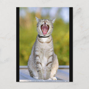Singing Cat Postcard