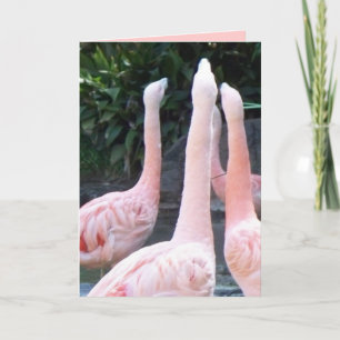 Singing Flamingos, Birthday Card