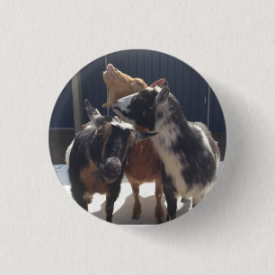 Singing Goats 3 Cm Round Badge