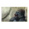 Singing gorilla profile card