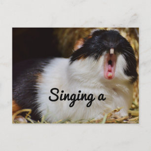 Singing Guinea Pig Postcard