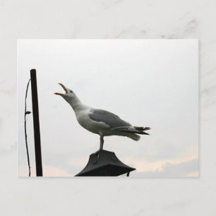 Singing Gull of CT Postcard