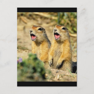 Singing Prairie Dogs Postcard