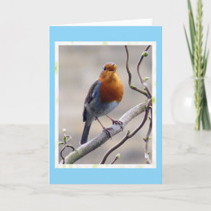 Singing Robin Birthday card