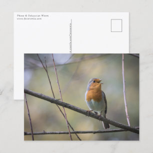 Singing Robin Photo Postcard