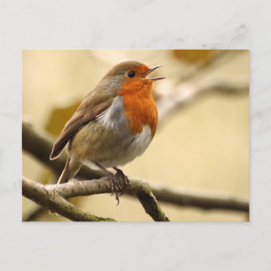 Singing Robin Postcard