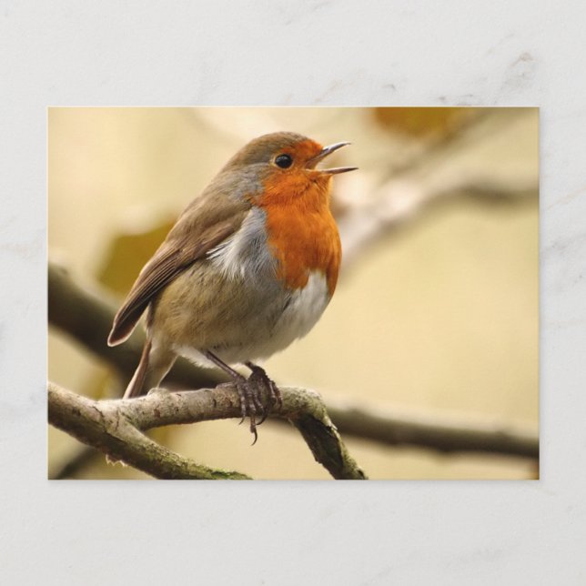 Singing Robin Postcard (Front)