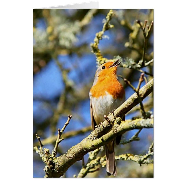 Singing Robin, Stourhead (Front)