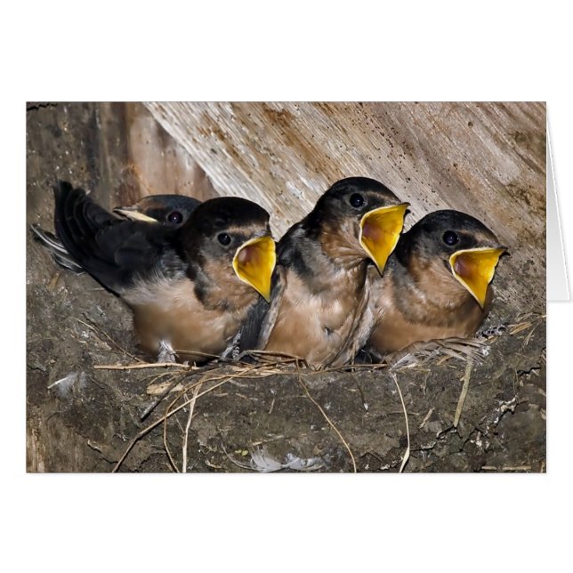 Singing Swallow Chicks - Cards (Front Horizontal)