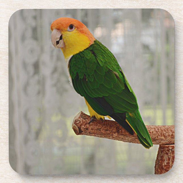 Singing White Bellied Caique Parrot Coaster (Front)