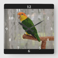 Singing White Bellied Caique Parrot