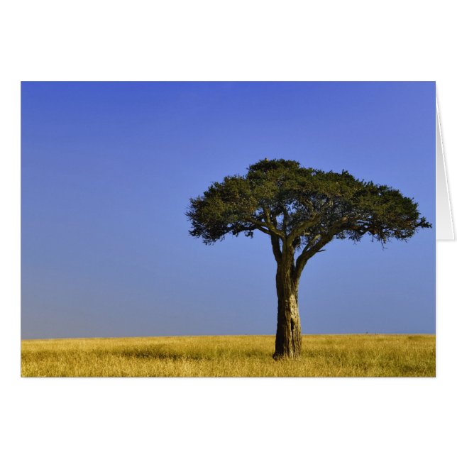 Single Acacia tree on grassy plains, Masai Mara, (Front Horizontal)