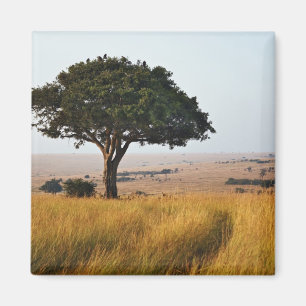 Single acacia tree on grassy plains, Masai Mara, Magnet