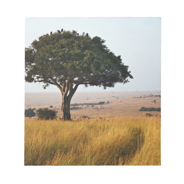 Single acacia tree on grassy plains, Masai Mara, Notepad (Front)