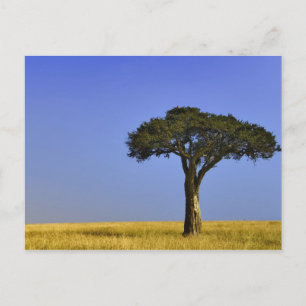Single Acacia tree on grassy plains, Masai Mara, Postcard