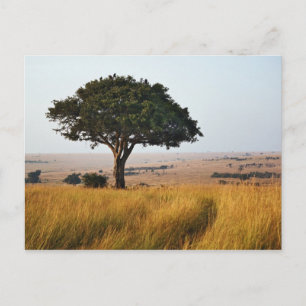 Single acacia tree on grassy plains, Masai Mara, Postcard
