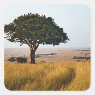 Single acacia tree on grassy plains, Masai Mara, Square Sticker