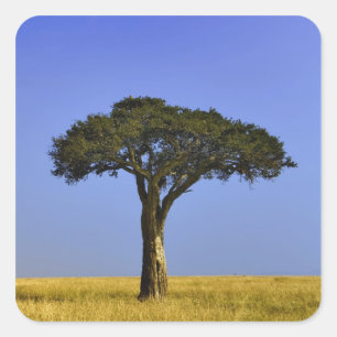 Single Acacia tree on grassy plains, Masai Mara, Square Sticker