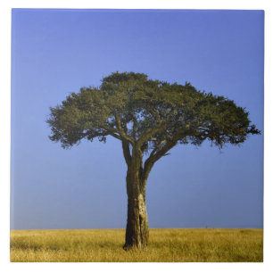 Single Acacia tree on grassy plains, Masai Mara, Tile
